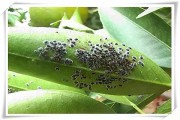 什么柑橘樹能治病蟲害最好_柑橘黑粉刺虱防治方法是什么