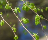 柑橘樹青苔什么時候打藥好（柑橘的青苔什么時候打）