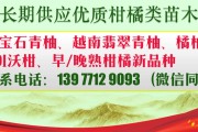 明日見柑橘什么時間成熟采摘（明日見柑橘什么時間成熟采摘好）