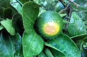 柑橘的種植技術(shù)ppt免費(fèi)_如何教會(huì)孩子使用思維導(dǎo)圖學(xué)習(xí) 柑橘的種植技術(shù)ppt免費(fèi)_如何教會(huì)孩子使用思維導(dǎo)圖學(xué)習(xí)