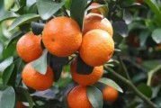 柑橘專(zhuān)業(yè)種植新技術(shù)_柑橘在什么時(shí)候嫁接