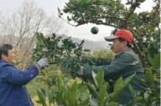 四川種植柑橘的技術員_發(fā)現領導和女同事曖昧