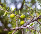 柑樹(shù)怎么種植視頻（柑樹(shù)種植技術(shù)）