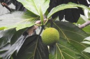 柑橘形態(tài)特征解析：果實(shí)、葉片與植株的生物學(xué)辨識(shí)要點(diǎn)