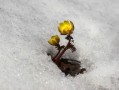 柑橘1斤石硫合劑兌多少水？科學(xué)配比與安全稀釋方法詳解