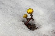 柑橘1斤石硫合劑兌多少水？科學(xué)配比與安全稀釋方法詳解