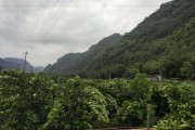 云南柑橘的種植技術_廣西特早柑桔早還是云南更早