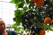 紅美人柑橘的營養(yǎng)價(jià)值_3的株行距畝產(chǎn)量大概多少斤啊