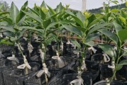 重慶柑橘如何種植的技術(shù)_重慶適合種什么果樹(shù)