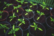 眉山市耙耙柑基地樹苗：優(yōu)質果苗培育與科學種植技術示范基地