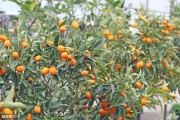 9月份柑橘種植技術(shù)要點_2019年柑橘種植的未來在哪里 9月份柑橘種植技術(shù)要點_2019年柑橘種植的未來在哪里