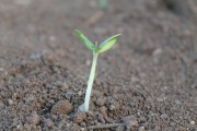 沃柑苗種多久結果（沃柑苗種植多久能成活）