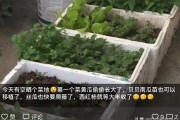 埃及柑橘種植技術(shù)_以色列屬于亞洲還是歐洲 埃及柑橘種植技術(shù)_以色列屬于亞洲還是歐洲