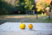 小柑橘叫什么？探秘其別名、學(xué)名及常見(jiàn)俗稱解析