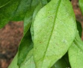柑橘紅蜘蛛病蟲(chóng)害圖片_如何做好柑桔樹(shù)的控梢促花?；ū９皖A(yù)防采摘前落果工作
