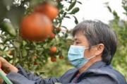 柑橘樹(shù)的嫁接方法和時(shí)間_柑桔幾月份嫁接最好 柑橘樹(shù)的嫁接方法和時(shí)間_柑桔幾月份嫁接最好