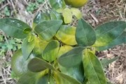 柑橘病蟲(chóng)害有綜合用藥賣嗎_柑橘花期能用吡唑醚菌酯嗎 柑橘病蟲(chóng)害有綜合用藥賣嗎_柑橘花期能用吡唑醚菌酯嗎