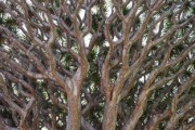 川津1號(hào)蜜桔：果香濃郁、香甜多汁的柑橘新貴