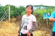 柑橘種植管理技術(shù)百度_種植的柑橘二年幼樹(shù)