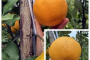 沃柑種植新技術視頻教程（沃柑種植新技術視頻教程全集）