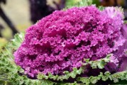 探秘耙耙樹(shù)苗柑基地：綠色生態(tài)種植引領(lǐng)柑橘產(chǎn)業(yè)新豐收