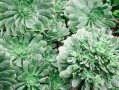 西南光柑橘品種簡介：產(chǎn)地優(yōu)勢、優(yōu)質(zhì)特性與栽培技術(shù)解析