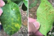 6月柑橘病蟲(chóng)害防治視頻_柑橘2毛5都賣(mài)不出去而傾倒在國(guó)道盤(pán)在桂林