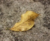 沃柑果樹葉黃怎么辦（沃柑葉子有黃點(diǎn)是什么?。? title=