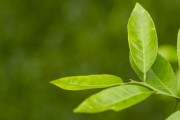 嫁接柑橘樹怎么嫁？手把手教你正確操作步驟與技巧