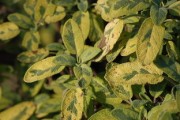 柑橘類精油哪種成分最多？深度解析不同品種主要成分含量對比