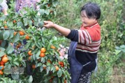 滿坡柑橘種植技術_柑橘樹什么時候打藥好 滿坡柑橘種植技術_柑橘樹什么時候打藥好