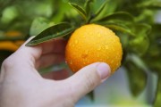 柑橘錯(cuò)季種植技術(shù)_易貯藏的農(nóng)副產(chǎn)品容易出現(xiàn)蒜你狠 柑橘錯(cuò)季種植技術(shù)_易貯藏的農(nóng)副產(chǎn)品容易出現(xiàn)蒜你狠