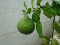 剛種柑橘苗葉黃會生新葉嗎？黃葉原因與復(fù)綠措施全解析