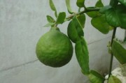 剛種柑橘苗葉黃會(huì)生新葉嗎？黃葉原因與復(fù)綠措施全解析