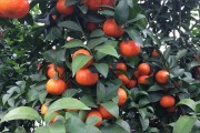 西南柑橘種植技術(shù)_西南大學(xué)什么時(shí)候改的名
