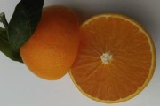 愛(ài)媛系列都有些啥品種_愛(ài)媛橙和倫晚春橙區(qū)別 愛(ài)媛系列都有些啥品種_愛(ài)媛橙和倫晚春橙區(qū)別