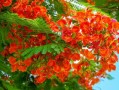 沙糖桔幾月份開(kāi)花結(jié)果（沙糖桔什么時(shí)間開(kāi)花結(jié)果）