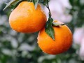 柑橘疫病真菌還細(xì)菌（柑橘疫病用什么殺菌藥最好）