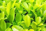 大雅柑橘樹(shù)抗寒多少度？耐寒溫度范圍與冬季防護(hù)技術(shù)詳解