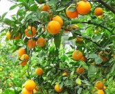 從產(chǎn)地到市場(chǎng)：柑橘品牌打造的全鏈路策略與價(jià)值賦能實(shí)戰(zhàn)指南