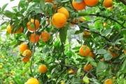 華美1號(hào)柑橘引進(jìn)多少年（華美2號(hào)柑橘成熟期）