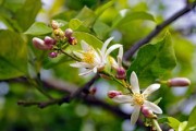 齊頭進(jìn)柑橘樹怎么修剪？高效修剪方法與注意事項(xiàng)詳解