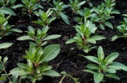 川津5號柑橘有苗嗎？最新種苗供應信息及栽培要點解析
