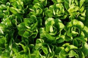 眉山愛媛38種植基地在哪里？附詳細地址與種植特色解析