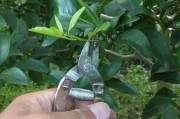 春季柑橘病蟲害防治方案_柑桔春季嫁接用芽接還是枝接好 春季柑橘病蟲害防治方案_柑桔春季嫁接用芽接還是枝接好