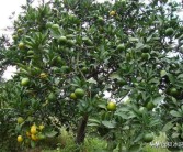 柑橘早豐種植技術(shù)_柑橘戴帽修剪在什么時(shí)候最好