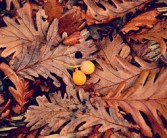 柑橘樹環(huán)割好處有哪些（柑橘環(huán)割過度樹葉黃化怎么辦）