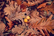 柑橘樹環(huán)割好處有哪些（柑橘環(huán)割過度樹葉黃化怎么辦）