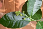蜜桔的功效和特點(diǎn)禁忌(蜜桔的功效?) 蜜桔的功效和特點(diǎn)禁忌(蜜桔的功效?)