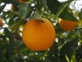 探析黃猄蟻防治柑橘害蟲(chóng)的生物防治新策略